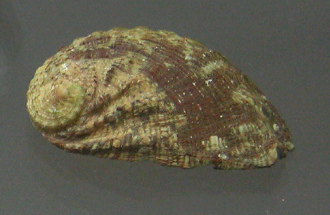 Haliotis tuberculata lamellosa,
                                  primer plano 02