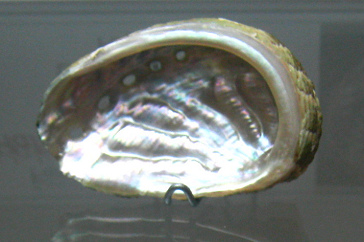 Haliotis tuberculata lamellosa,
                                  primer plano 04