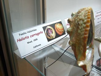 Haliotis corrugata
