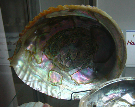 Haliotis corrugata, primer plano 01