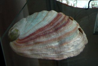 Haliotis corrugata, primer plano 03