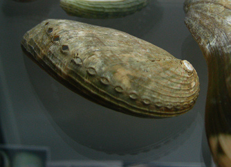 Haliotis asinina, primer plano 01