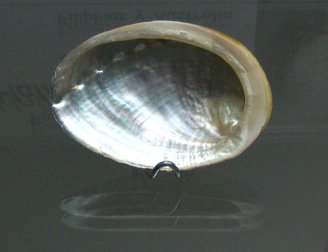 Haliotis glabra, primer plano Haliotis glabra, primer plano