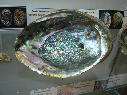 Haliotis fulgens, primer plano