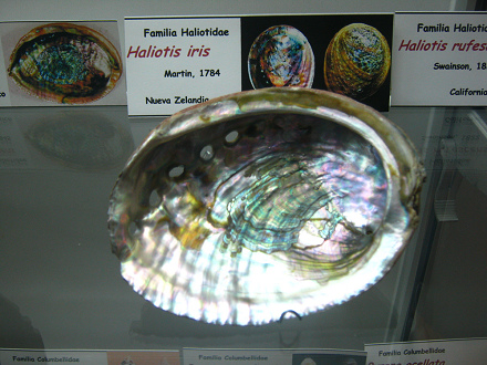 Haliotis iris