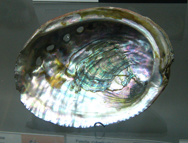 Haliotis iris, primer plano