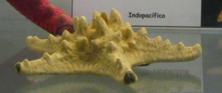 Protoreaster nodosus, primer plano 03 Protoreaster nodosus, primer plano 03