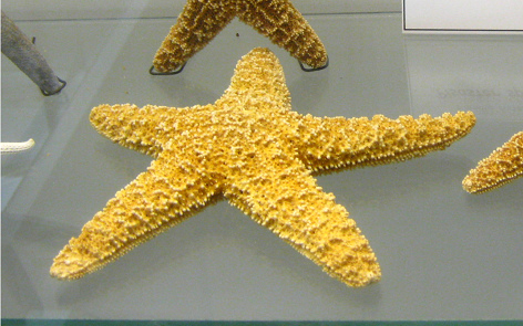 Pisaster sp, primer plano 02