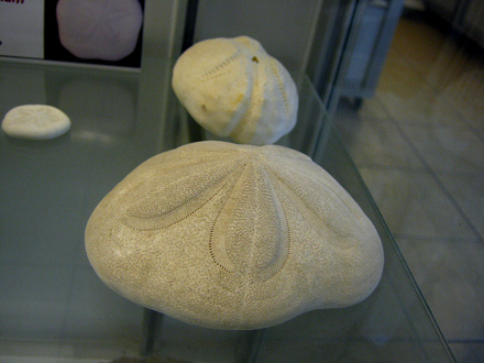 Laganum laganum, primer plano 01