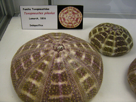 Toxopneustes pileolus