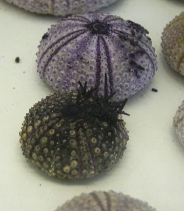 Tetrapigus niger, primer plano