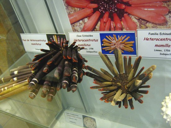 Heterocentrotus mamillatus 01