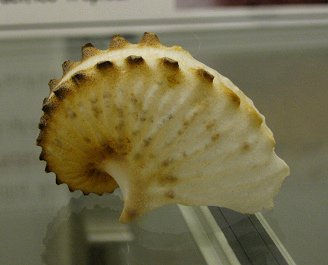 Argonauta
                          hians, primer plano