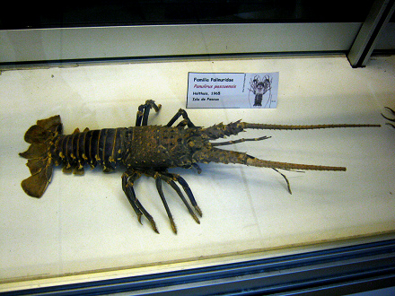 Langusta:
                          Panulirus pascuensis