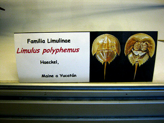 Limulus polyphemus, Tafel