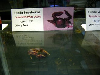 Liopetrolisthes mitra