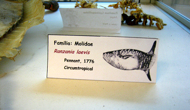 Ranzania laevis, Tafel