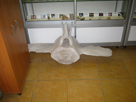 Wirbelknochen eines Walfischs 01