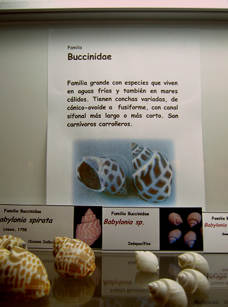 La hoja sobre
                                    los caracoles de la familia
                                    Buccinidae