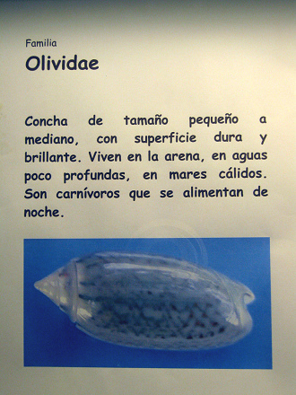 La hoja sobre los caracoles de
                                    la familia Olividae
