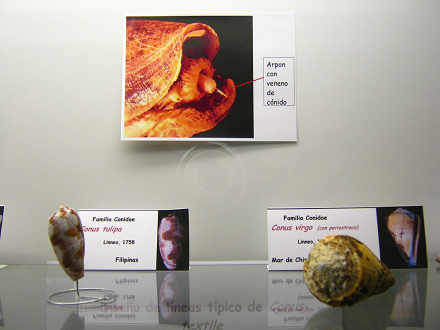 La hoja sobre el arp�n con
                                    veneno de los caracoles Conidae:
                                    "Arp�n con veneno de
                                    c�nido"