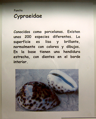 La hoja sobre los caracoles del
                                    mar de la familia Cypraeidae