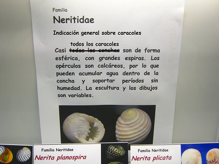 Das Blatt
mit den allgemeinen Angaben über die
Schnecken und ihre
Schneckenhäuschen Das Blatt mit den allgemeinen
Angaben über die Schnecken und ihre
Schneckenhäuschen