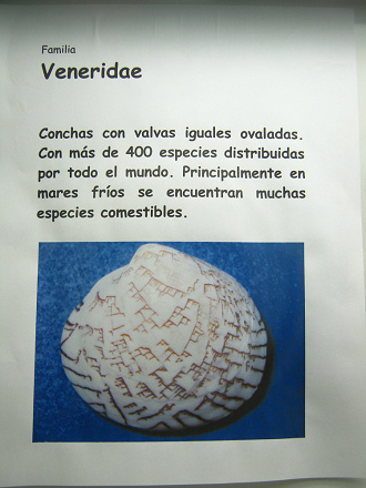 La hoja sobre las conchas del
                                    mar de la familia Veneridae, primer
                                    plano