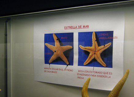 La hoja sobre el estrellamar, indicando
                          brazo, cuerpo, mancha ocular en el extremo de
                          cada brazo, y al rev�s l�neas ambulacrales y
                          la boca con est�mago que es evaginado para
                          digerir la presa.