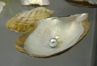 Pinctada
martensi mit Perle Pinctada martensi mit Perle