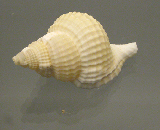 Distorsio reticulata