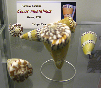 Conus mustelinus