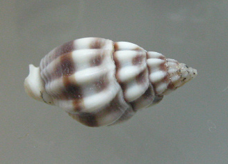 Nassarius stolatus, Nahaufnahme