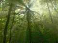 Wald
                      mit Sonnenstrahlen