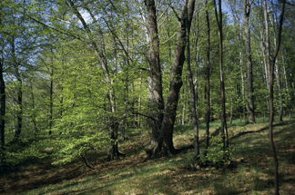 Eichen-Hainbuchenwald mit Licht durchflutet