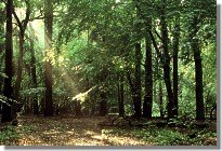 Eichenmischwald von Licht durchflutet