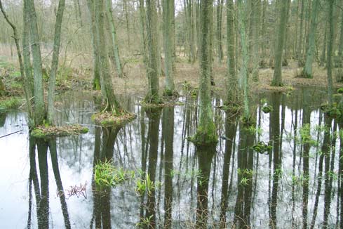 Erlenbruchwald