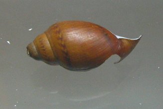 Chilina gibbosa, Nahaufnahme