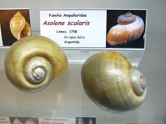 Asolene scalaris