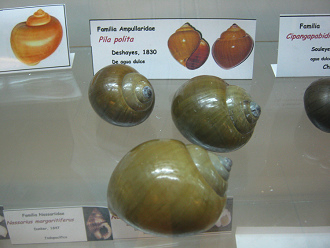 Pila polita, vista total