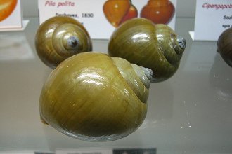 Pila polita, Nahaufnahme