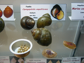 Cipangapabidia ampulliformis