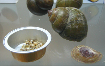 Cipangapabidia ampulliformis,
                                  Nahaufnahme