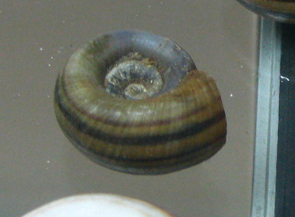 Marisa conrnuarietis,
                                          Nahaufnahme 01