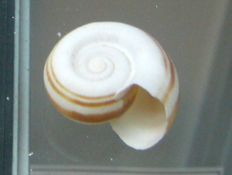 Marisa conrnuarietis,
                                          Nahaufnahme 02