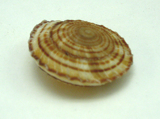 Obba rota, Nahaufnahme