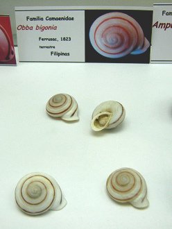 Obba bigonia