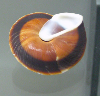 Caracoles rostratusm, primer plano
                              03