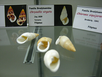 Chrysallis virgata 01