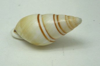 Chrysallis virgata dryas,
                              Nahaufnahme